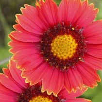 Гайлардия «Бургунди» (Gaillardia 'Burgundy')