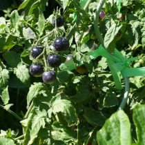 На кусте выглядят эффектно — тёмные, с фиолетовым отливом на солнце. Но с ними постоянно сомневаешься: спелые уже или ещё рано, цвет вообще не подсказывает.