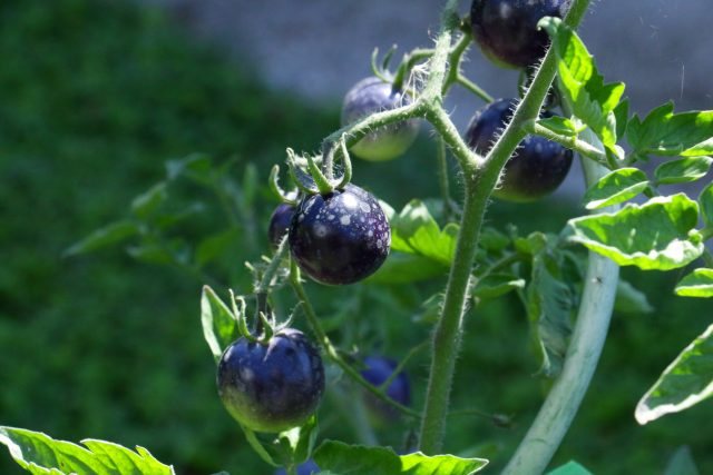 5 новых сортов томатов, которые я выращивала в прошлом году