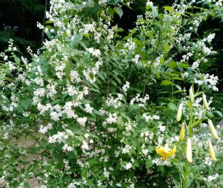 Чубушник кавказский (Philadelphus caucasicus)