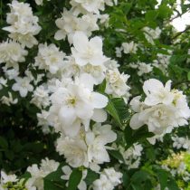 Чубушник «Обелиск»