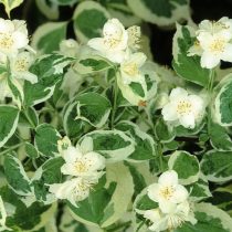 «Вариегатус» (Philadelphus coronarius ‘Variegatus’)