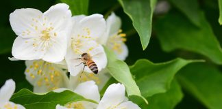 Чубушники в моем саду: ароматное счастье, которое я собирала годами