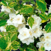 «Инносенс» (Philadelphus coronarius ‘Innocence’)