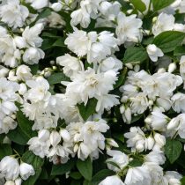 «Сноубелль» (Philadelphus ‘Snowbelle’)