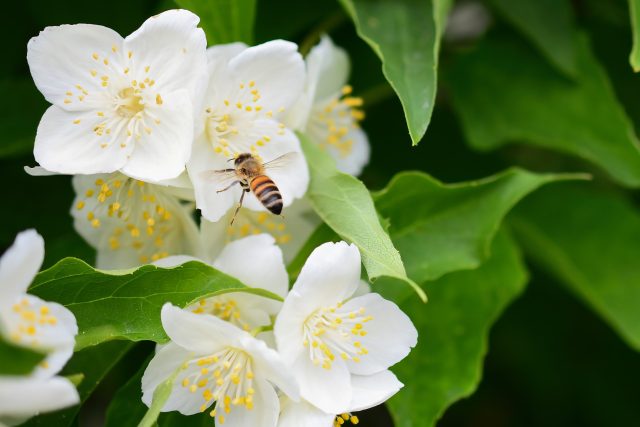 Чубушники в моем саду: ароматное счастье, которое я собирала годами