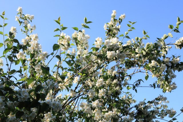 Чубушник «Аваланш» (Philadelphus ‘Avalanche’)