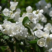 «Монблан» (Philadelphus ‘Mont Blanc’)