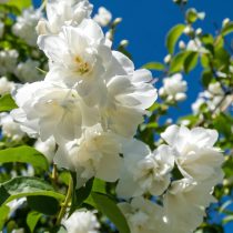 «Буке Блан» (Philadelphus ‘Bouquet Blanc’)