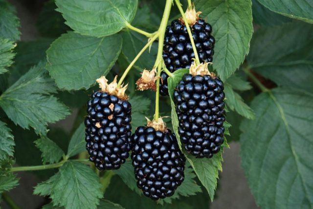 Крупные вытянутые ягоды ежевики Натчез считаются одними из самых ранних среди бесшипных сортов. Они созревают уже в конце июня, отличаются сладким вкусом с лёгким вишнёвым оттенком и дают стабильный урожай даже в жаркое лето.