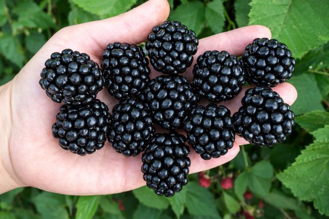 Компактная ежевика Уошито образует прямостоячие кусты и крупные сладкие ягоды. Сорт хорошо переносит жару, отличается плотной мякотью плодов и подходит как для свежего употребления, так и для переработки.