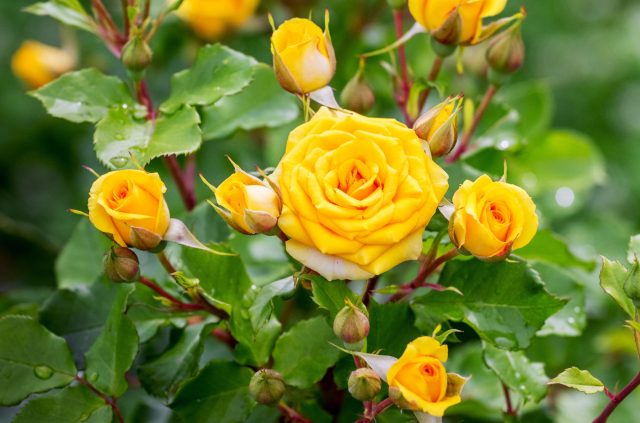 Гид по лучшим новинкам роз от ведущих европейских питомников