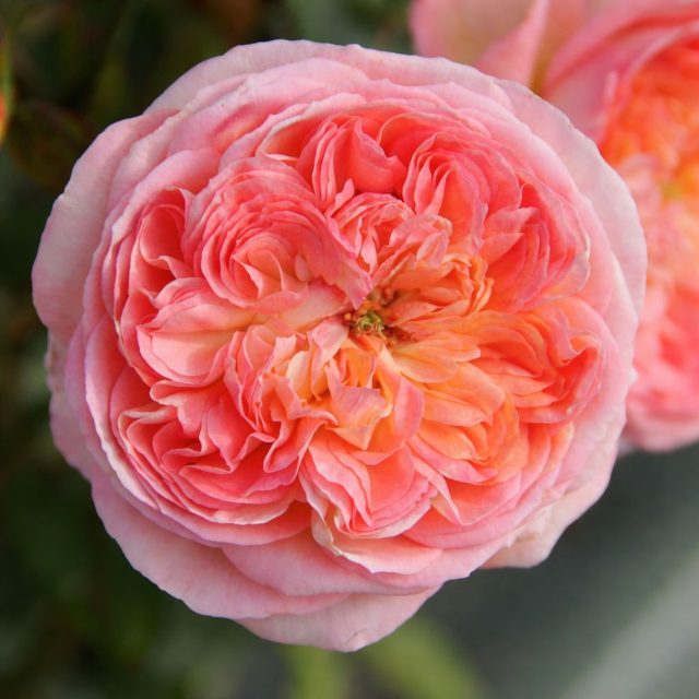 Роза шраб «Роза Вобан» (Rosa ‘Rose Vauban’)