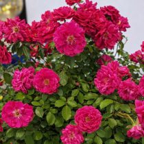 Роза кустовая «Альянс» (Rosa ‘Alliance’)