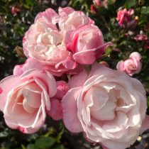 Роза плетистая «Зелманис Дрим» (Rosa ‘Zelmani’s Dream’)