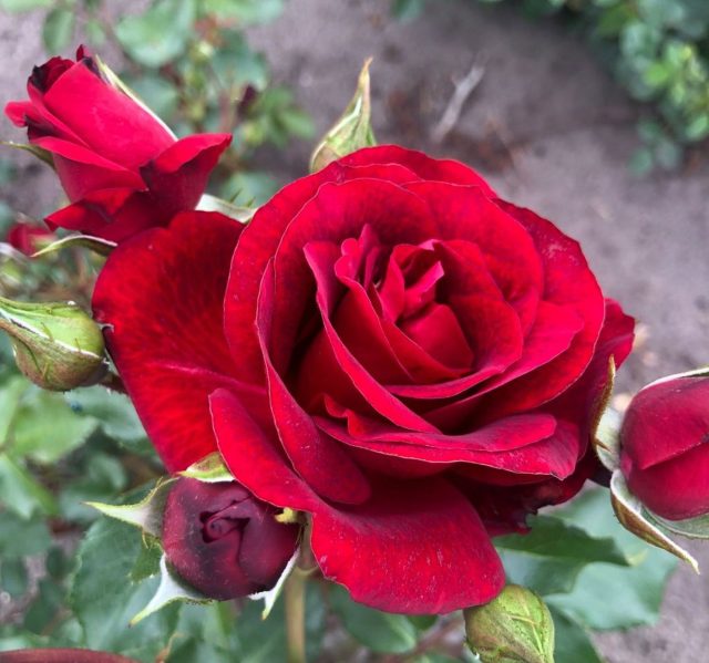 Роза плетистая «Роял Ред» (Rosa ‘Royal Red’)