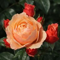 Роза флорибунда «Крем Брюле» (Rosa ‘Crème Brulee’)