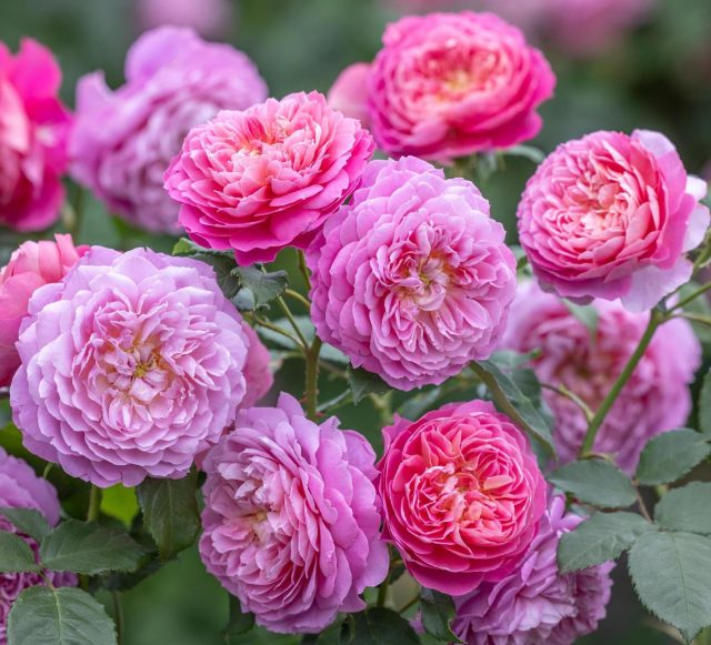 Роза шраб «Эмма Бриджуотер» (Rosa ‘Emma Bridgewater’)