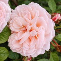 Роза чайно-гибридная «Зе Элтон Джон Эйдс Фаундейшн Роуз» (Rosa ‘The Elton John AIDS Foundation Rose’)