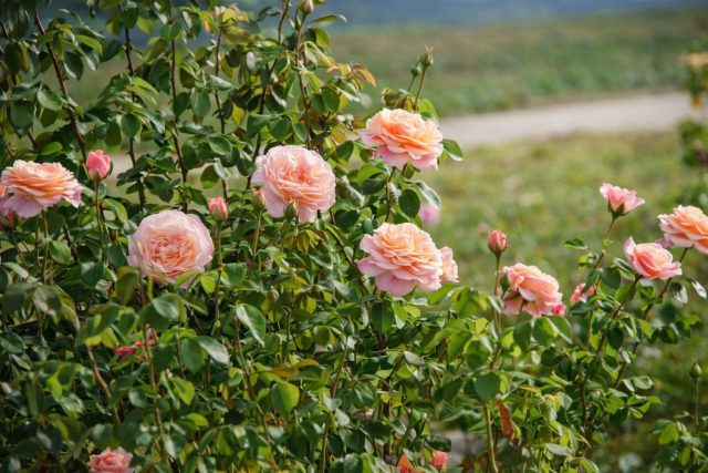 Роза чайно-гибридная «Поль Верлен» (Rosa ‘Paul Verlaine’)