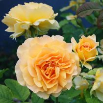 Роза чайно-гибридная «Хани Парфюмелла» (Rosa ‘Honey Perfumella’)