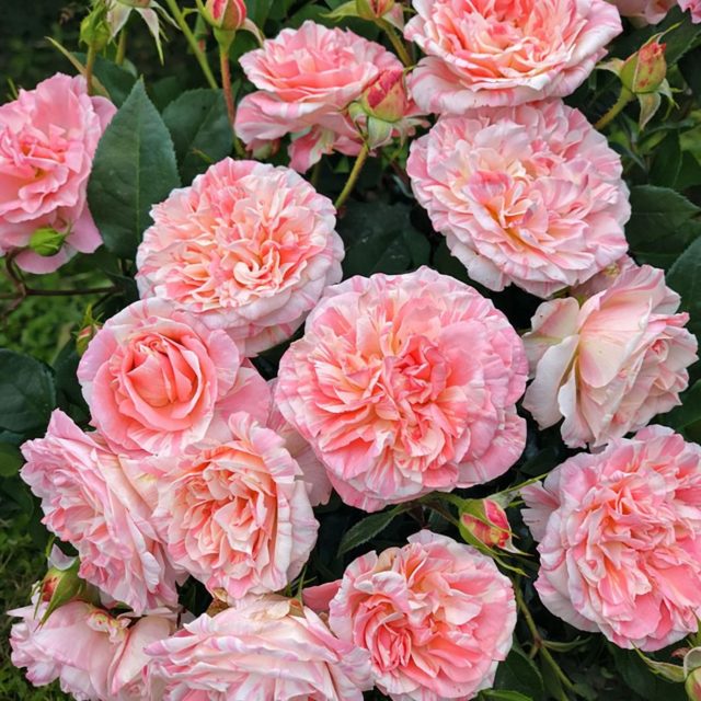 Роза плетистая «Умпа Лумпа» (Rosa ‘Umpa Lumpa’)