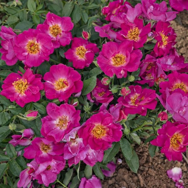 Роза флорибунда «Джакомо Пуччини» (Rosa ‘Giacomo Puccini’)