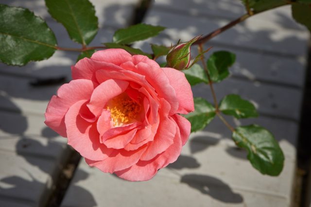 Роза флорибунда «Лузанна» (Rosa ‘Lusanne’)