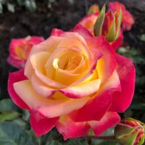 Роза чайно-гибридная «Казино Баден-Баден» (Rosa ‘Casino Baden-Baden’)