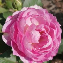 Роза флорибунда «Херцогин Доротея» (Rosa ‘Herzogin Dorothea’)