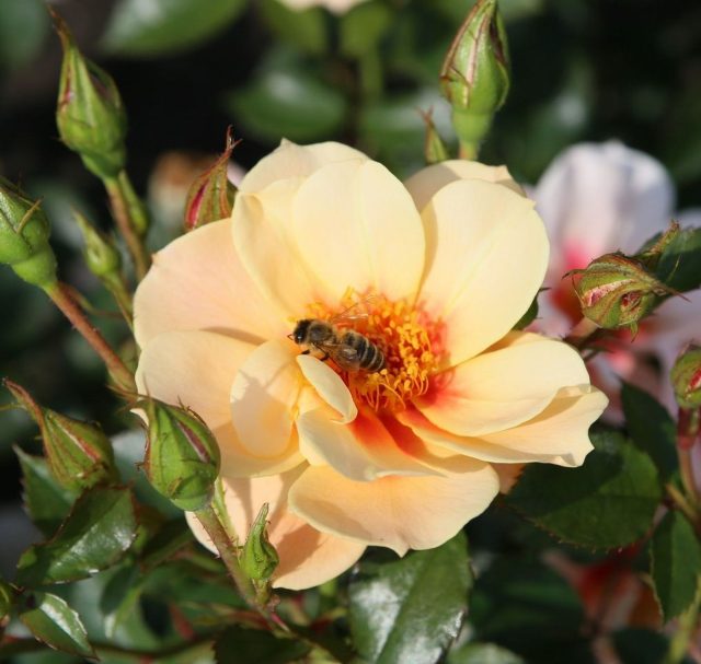 Роза гибрид персидской «Си Ю ин эприкот» (Rosa ‘SEE YOU in apricot’)