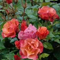 Роза флорибунда «Спайси» (Rosa ‘Spicy’)