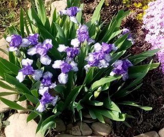 Ароматные карликовые (30 см) ирисы бело-фиолетовые