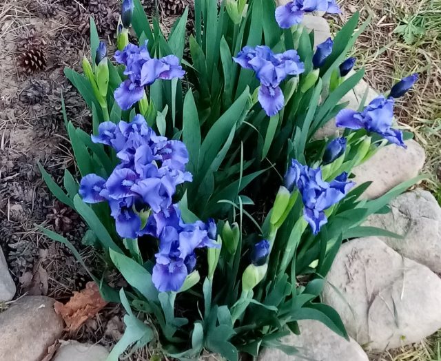 Карликовые бородатые ирисы оказались очень стойкими. © Николина Татьяна