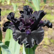 «Дарк Мэттер» (Iris ‘Dark Matter’)