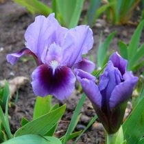 «Экстра» (Iris ‘Extra’)