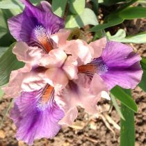 «Пауз» (Iris ‘Pause’)