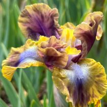 «Глинт» (Iris ‘Glint’)