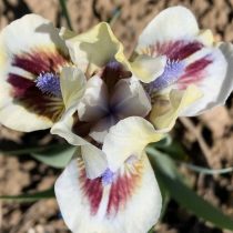 «Эльф Эстим» (Iris ‘Elf Esteem’)