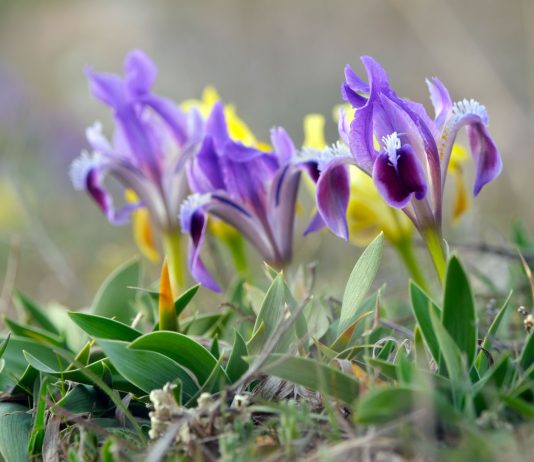 Как карликовые ирисы покорили мой сад?