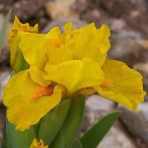 «Скрим» (Iris ‘Scream’)