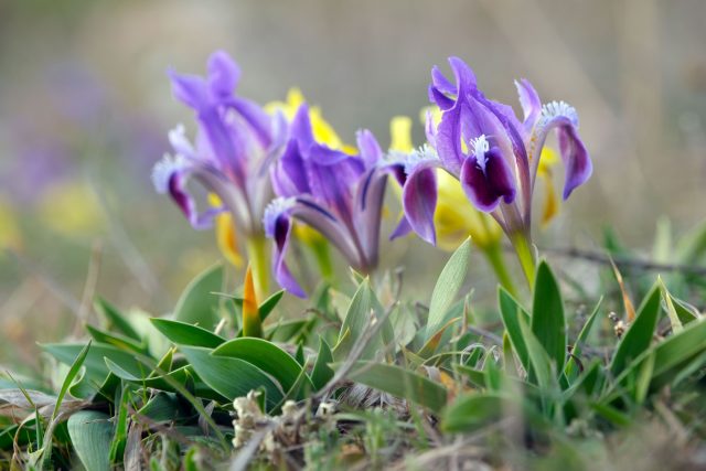 Как карликовые ирисы покорили мой сад?