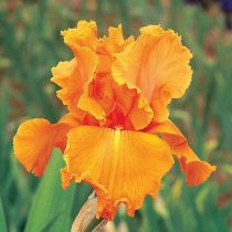 «Хот Оранж» (Iris ‘Hot Orange’)