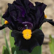 «Кай» (Iris ‘Kai’)