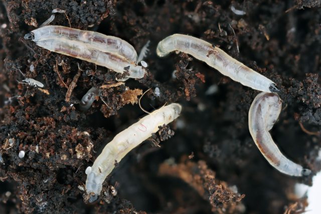 Мелкие мошки над рассадой — тревожный сигнал. Их личинки живут в почве и способны повреждать нежные корни молодых растений, особенно во влажном субстрате. Без контроля вредители быстро размножаются и ослабляют рассаду уже на ранних стадиях роста.