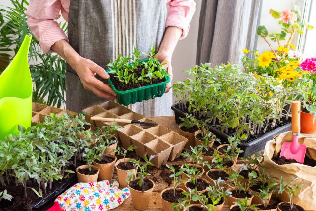 Как помочь рассаде набраться сил и получить крепкие растения?