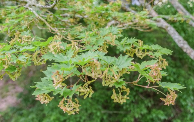 Клён японский и клён Зибольда близки по облику, но различаются в деталях: от коры до окраски соцветий. В культуре капризны к влажности и структуре почвы, поэтому остаются скорее коллекционными, чем массовыми садовыми растениями.