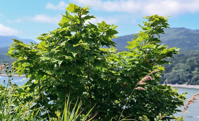 Клён мелколистный, или моно (Acer pictum / mono), — более крупный и спокойный по характеру вид. Устойчив к условиям, хорошо переносит полутень и даёт плотную крону с мягкой сезонной сменой окраски.