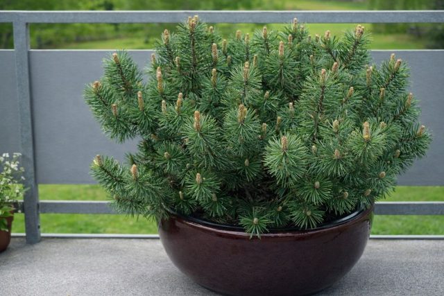 Компактные сорта — идеальный выбор для кашпо. Они превращают вход в дом или террасу в стильное пространство. Главное — обеспечить объем земли от 20 литров и хороший дренаж, тогда сосна будет радовать вас даже на городском балконе.