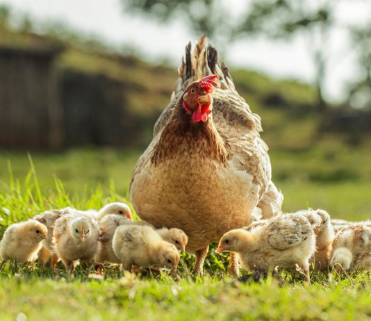 Лучшие породы кур-наседок: какие отлично высиживают цыплят - Животные Лучшие породы кур-наседок: какие отлично высиживают цыплят